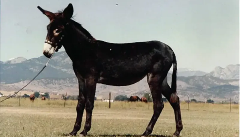 Mules: The Fearless Defenders