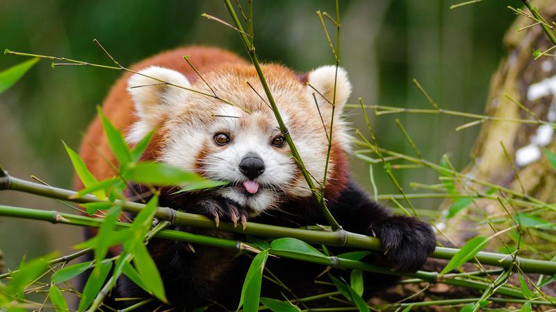 Red Pandas: Bamboo-Munching Softies