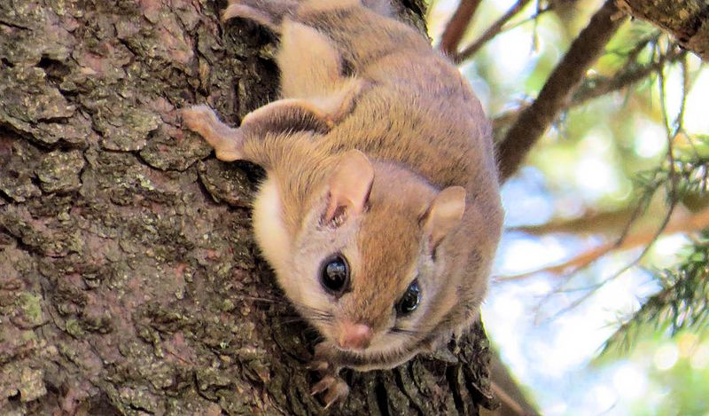 Silver Shadow – Northern Flying Squirrel