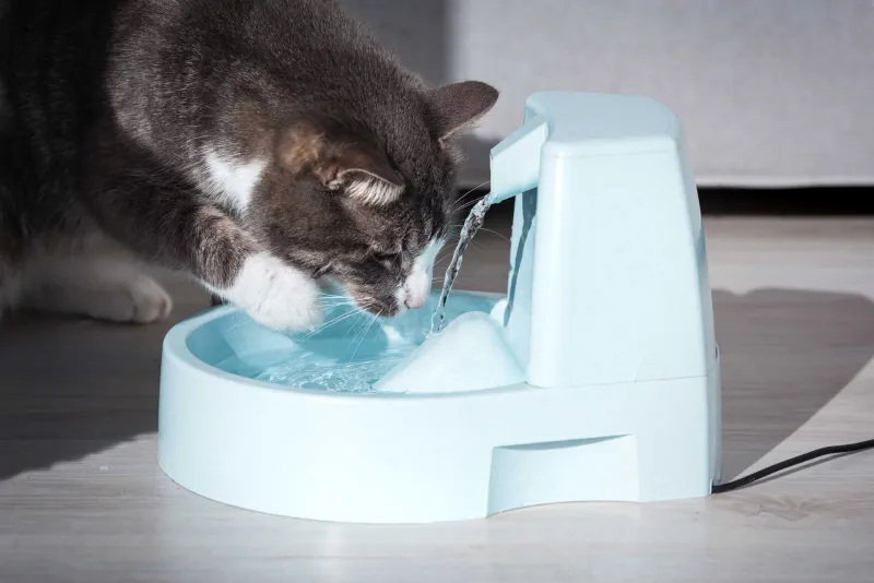 Kidney Function Decline: Water Works Worries