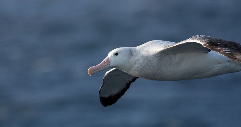 Wing Shape Reveals Flying Style