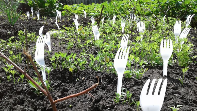 Plastic Forks Barrier
