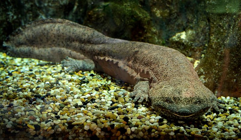 Chinese Giant Salamander