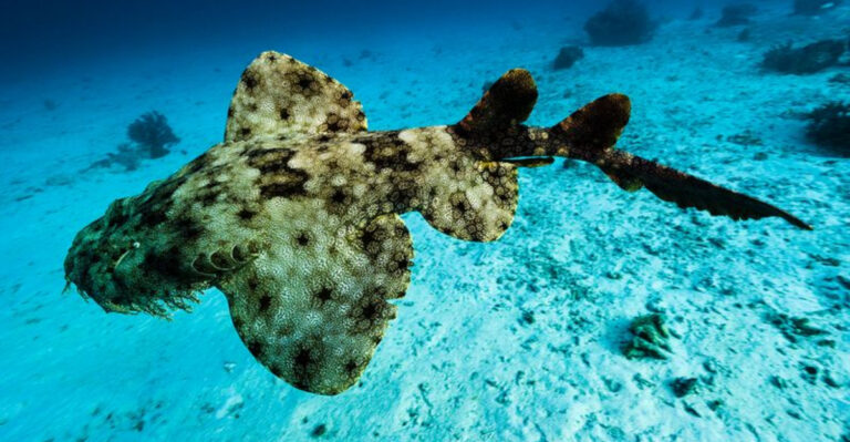 Amazing Evolution: 6 Ancient Sharks That Vanished Forever (And 7 Living Ones You Can Keep As Pets)