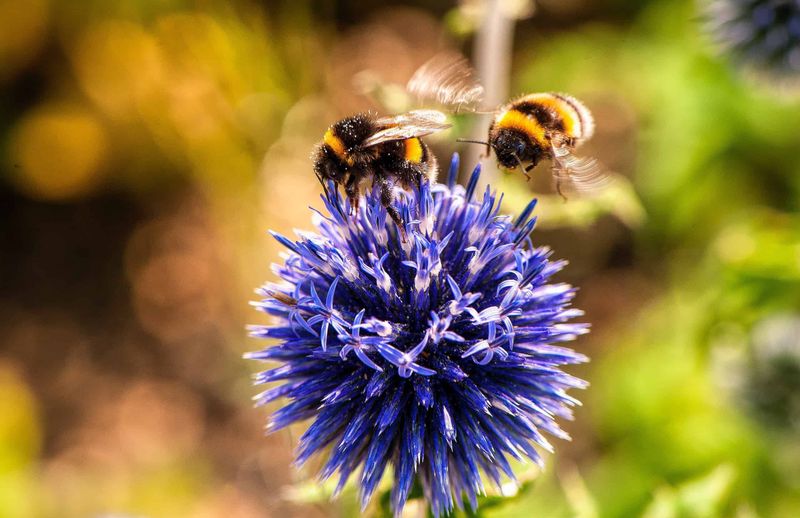 How Bumblebees Communicate Using Buzzes