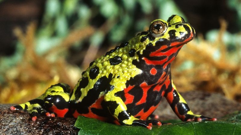 Oriental Fire-Bellied Toad