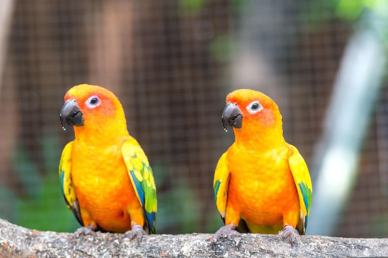 Sun Conures