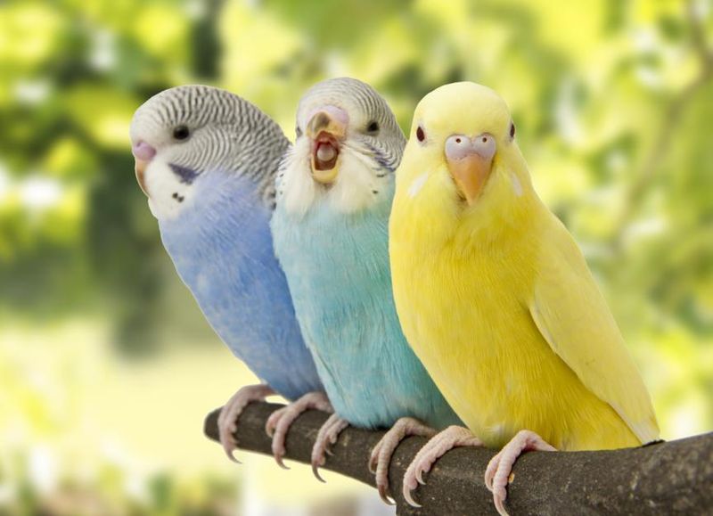 Budgerigars (Budgies)