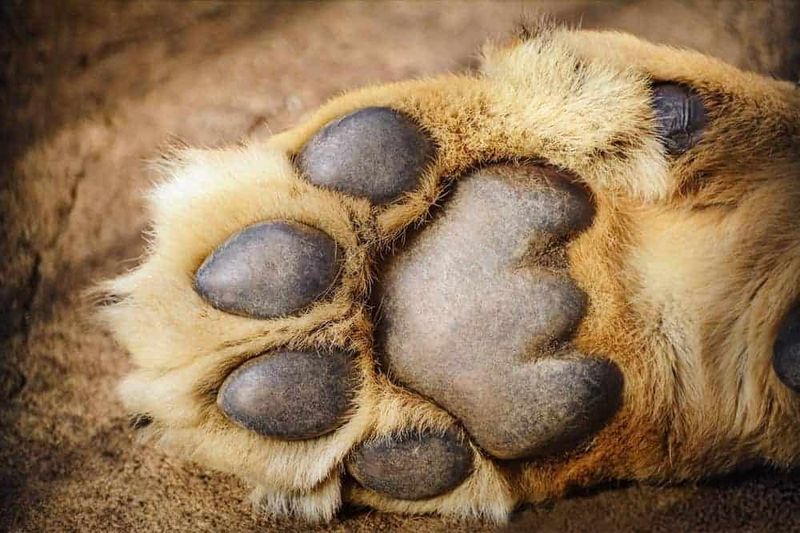 The Silent Paw Technique