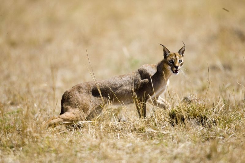The Caracal's Aerial Acrobatics
