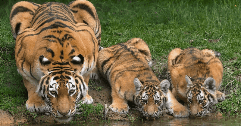 Sensory Advantage Beyond Vision