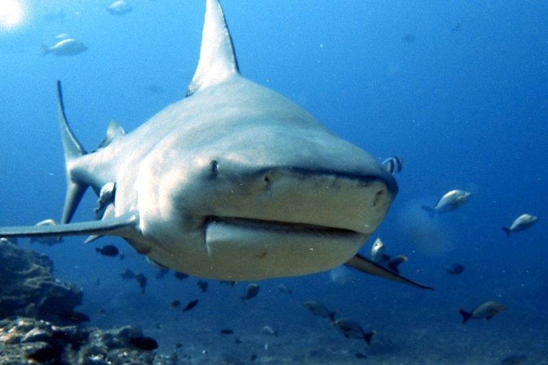 High Tolerance For Freshwater