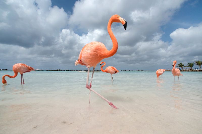 Tropical Party Birds Gone North