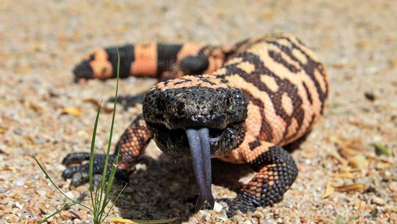 Gila Monster – The Desert's Venomous Jewel