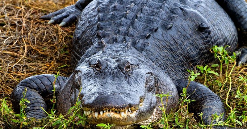 American Alligator