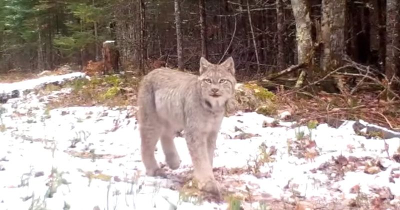 Lynx At Voyageurs
