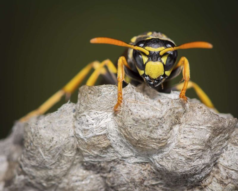 Yellow Jacket Wasps: Aerial Attackers