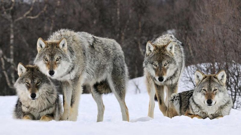 Gray Wolf