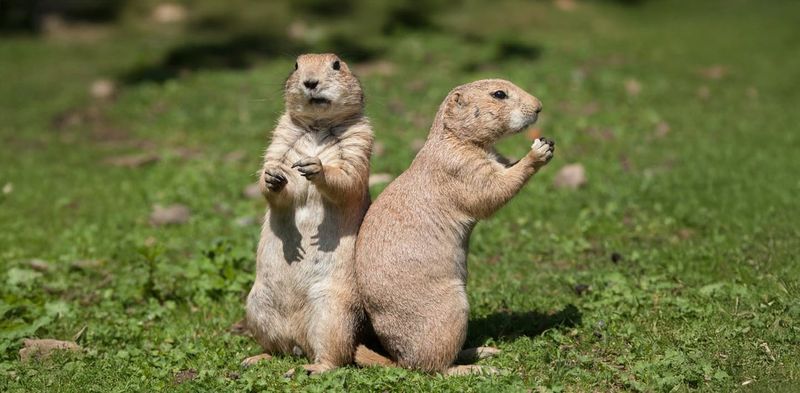 Prairie Dogs
