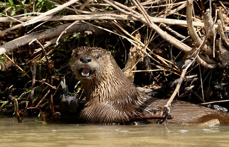 River Otters: Playful But Lethal