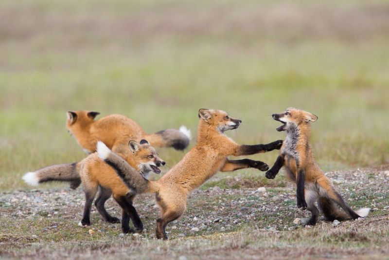Red Fox