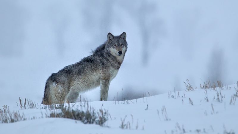Gray Wolf – Howling Back To Life