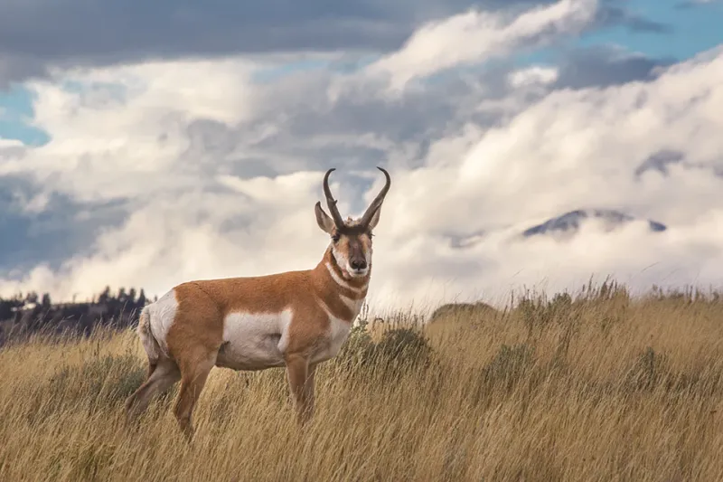Pronghorn – North America's Forgotten Speed Champion