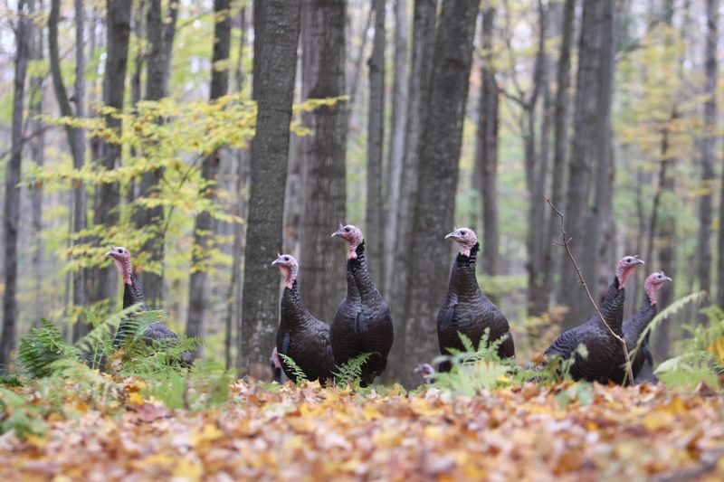 Wild Turkeys