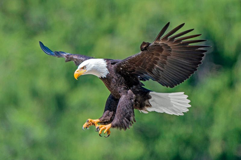 Bald Eagle