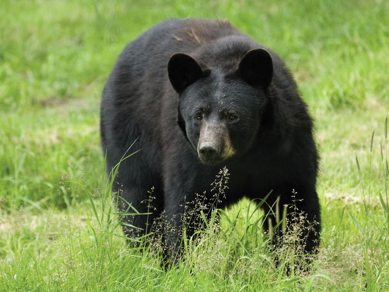 American Black Bear