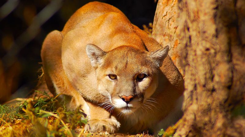 Mountain Lions