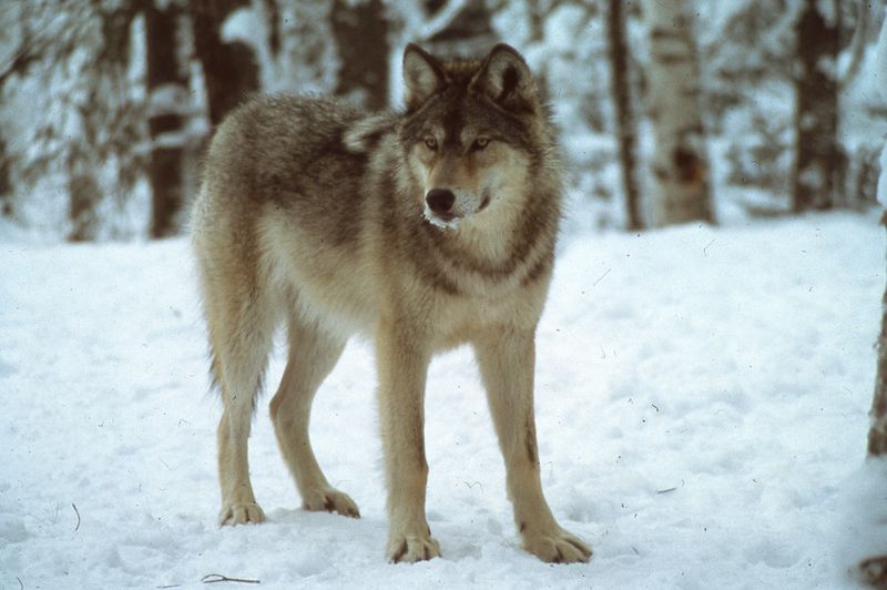 Gray Wolves Of Isle Royale