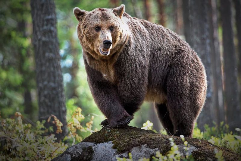 Grizzly Bear
