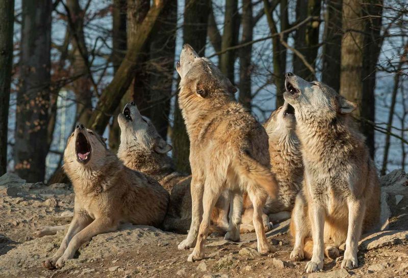 Gray Wolf