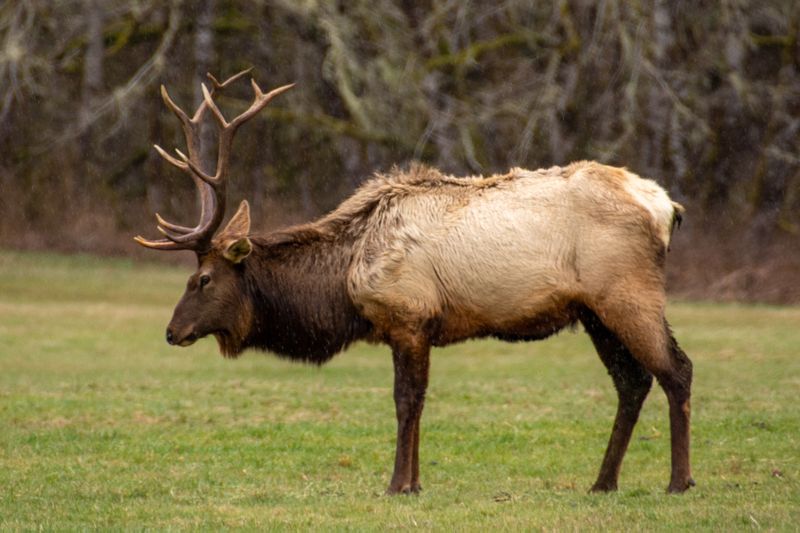 Roosevelt Elk