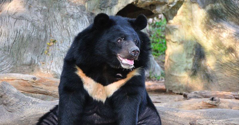 Asian Black Bear