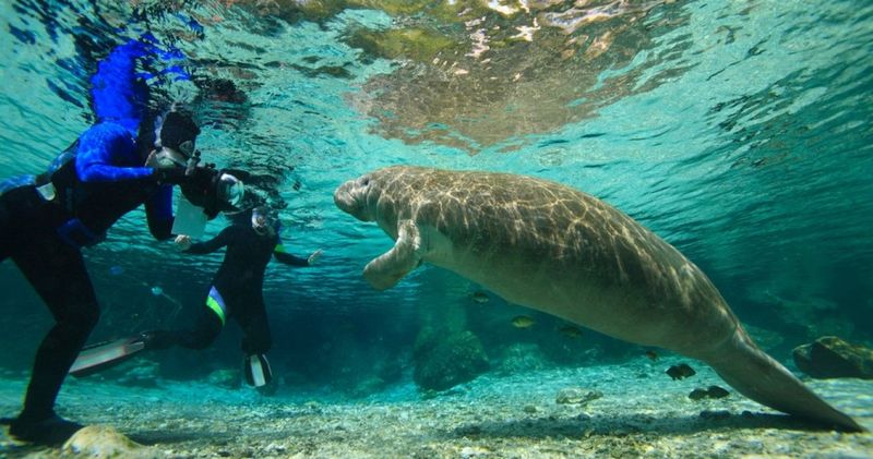 Manatee