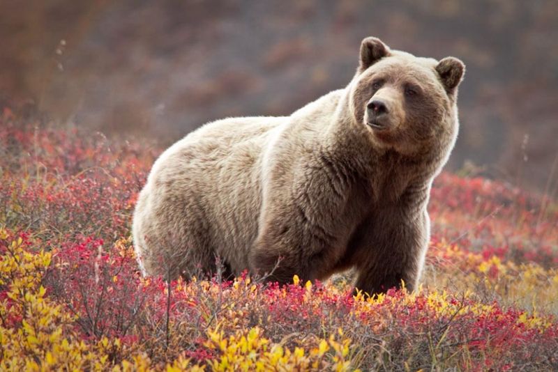 Grizzly