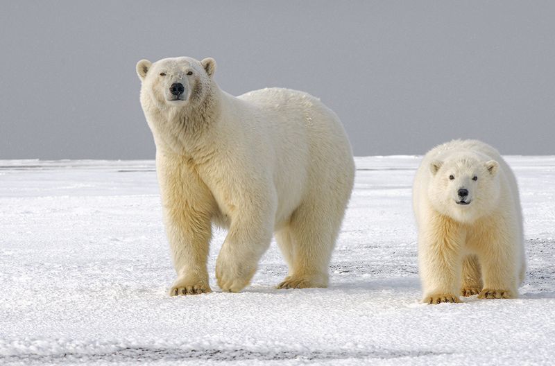 Polar Bear