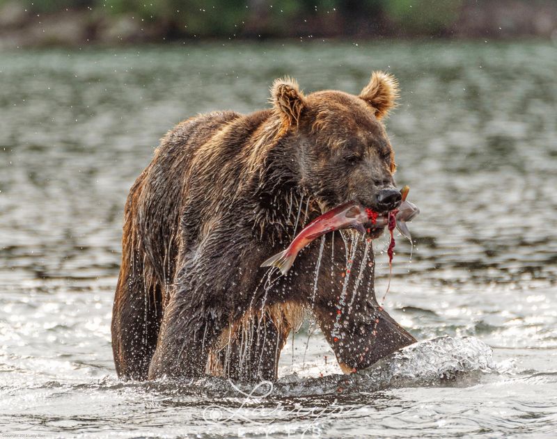 Kamchatka Brown Bear: Russian Behemoth