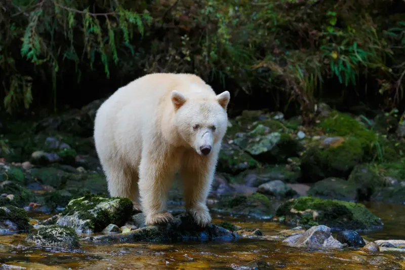 Kermode Bear's Spirit