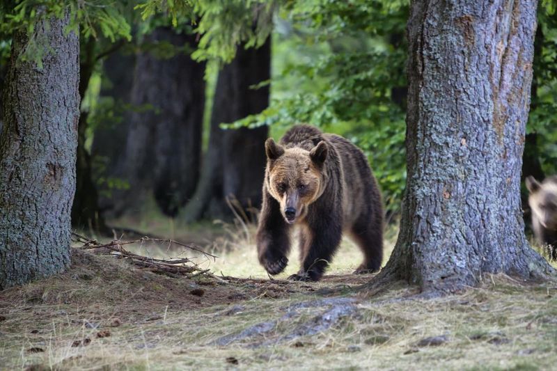 Brown Bears: European Powerhouses