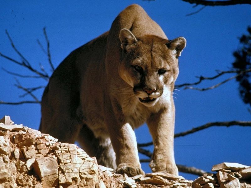 Mountain Lions