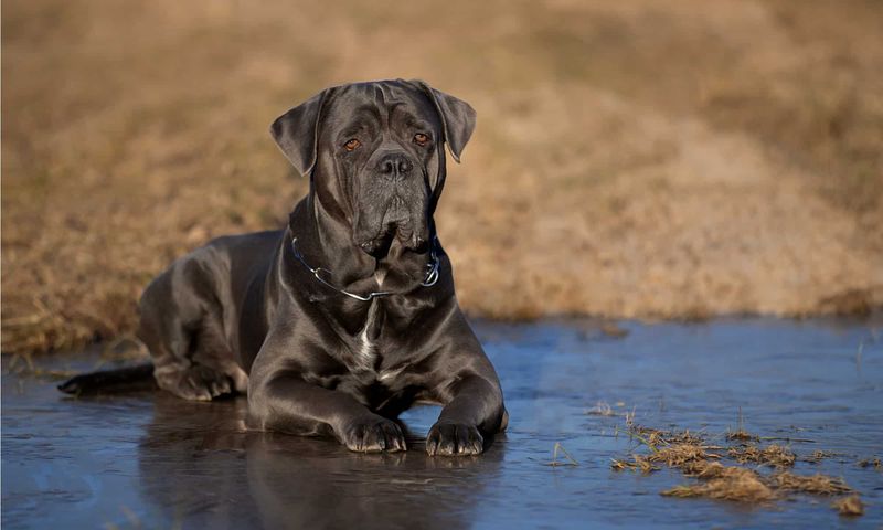 Cane Corso