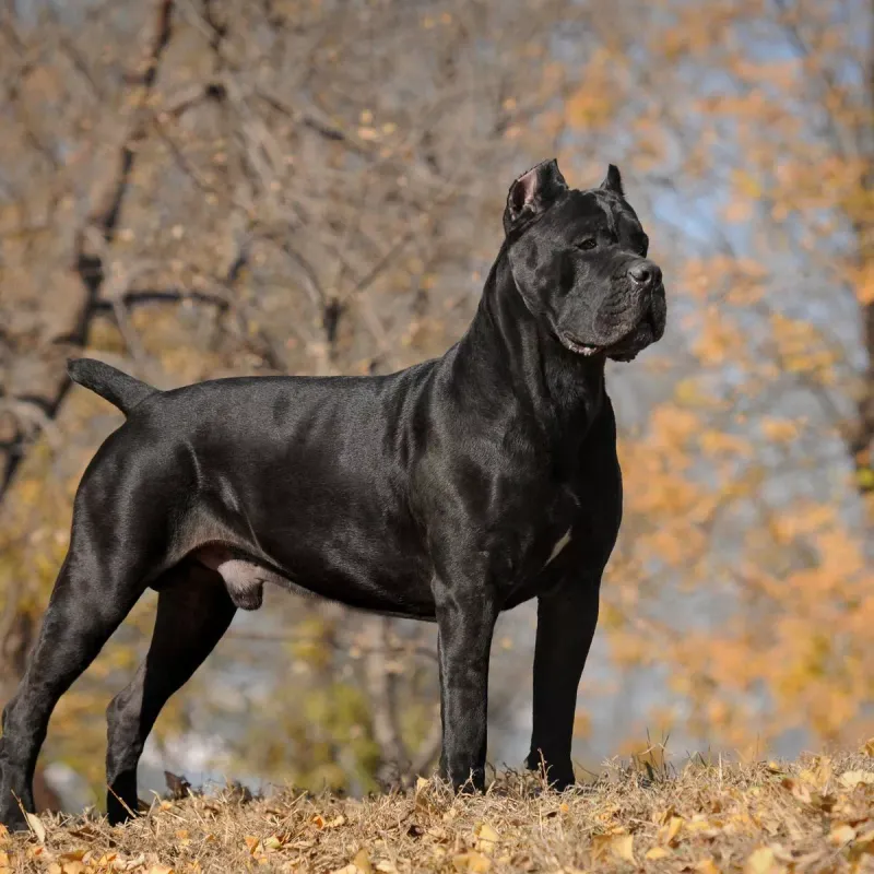Cane Corso - Italian Mastiffs Facing Modern Restrictions