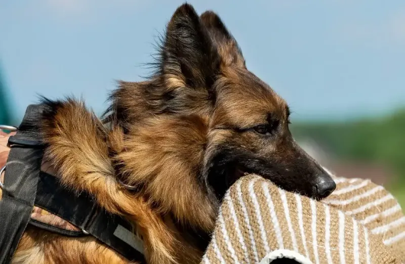 German Shepherd: The Versatile Biter
