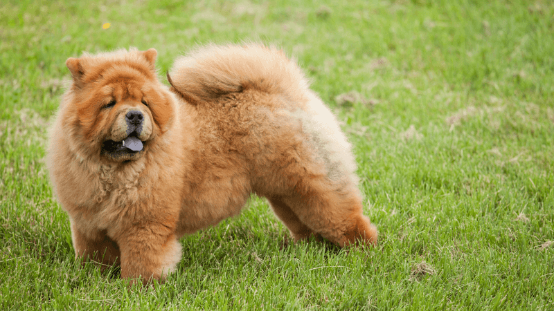 Chow Chow