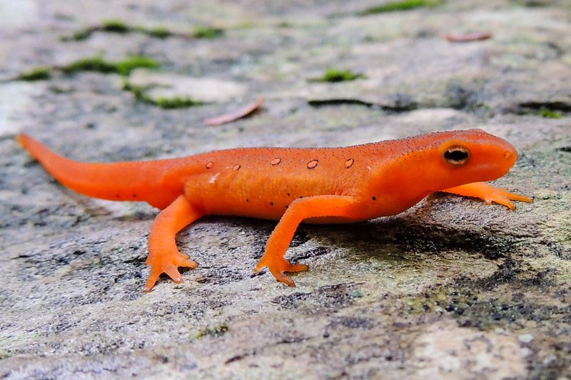 Red-Spotted Newt