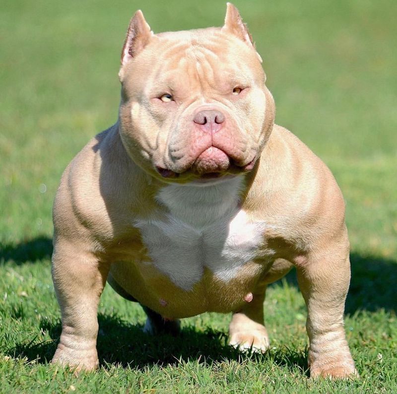 American Bully Extreme: Sculptural Marvel