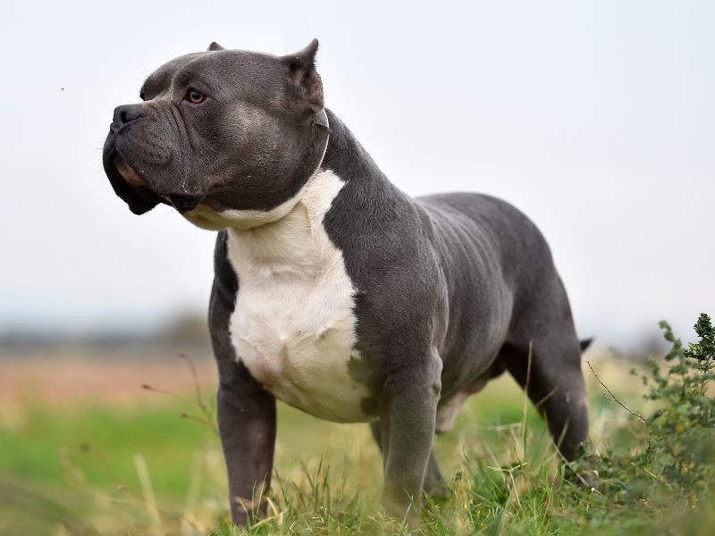 American Bully XL: Gentle Giant